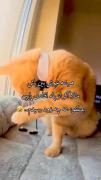 همیشه خوش بین باشیـد. 🙂😂😂😂 