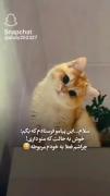 وقتی گربه‌ای بامزه می‌گوید: چرا داشتنم به خودم مربوطه!
