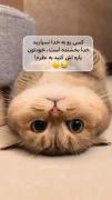 نصیحت بامزه گربه برای وقتی که صبرت تموم شده!