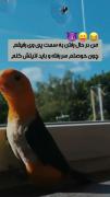طوطی بامزه و رقص خنده‌دار