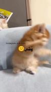 ای خدا چقدر نازه گوگولیه 😚😚😚