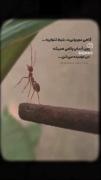 ..............: روح ما حاصل خیز بود ، آنها رنج کاشتند ..............