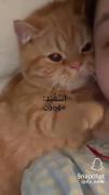 فقط فروردین ماهی رو............ 