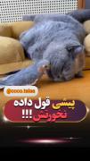دوستی بامزه گربه و عروس هلندی سخنگو: پیشی قول داده!