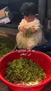 لجبازی بامزه کودک با برگ‌های چای: یک لحظه شیرین و خنده‌دار