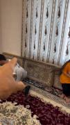 شیطنت بامزه دختر کوچولو با چای در جمع خانواده