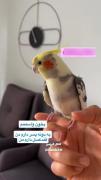 پرنده از من بیشتر شعر بلده 😂😂