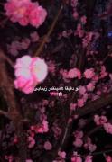 زیبایی و آرامش شکوفه‌های بهاری در شب
