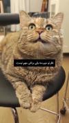 ویژگی‌های شخصیتی متولدین آبان از زبان یک گربه بامزه و طناز