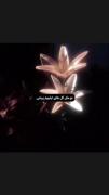 زیبایی بی‌بدیل گل‌های لیلیوم: تقدیم به تو که مثل گل هستی