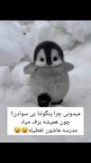 جوک پنگوئنی: چرا پنگوئن‌ها بی‌سوادند؟