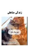 طنز زندگی متاهلی با گربه‌های بامزه