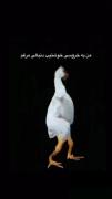 رقص خنده دار خروس با آهنگ شاد و بامزه