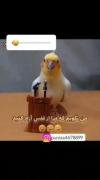 طوطی سخنگو پشت تریبون: درخواست بامزه طوطی برای شاد شدن دلش!