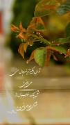 دلتنگی و شعر: حس آرامش در طبیعت باران‌خورده