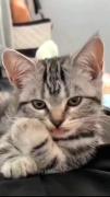 این پیشی های کوچولو و ناز رو ببینید 🥺💓🐈